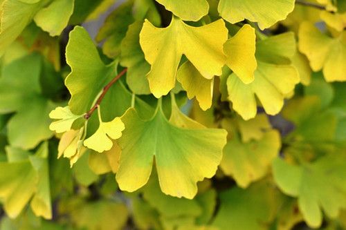 Ginkgo biloba “Magyar’ Magyar Ginkgo #3