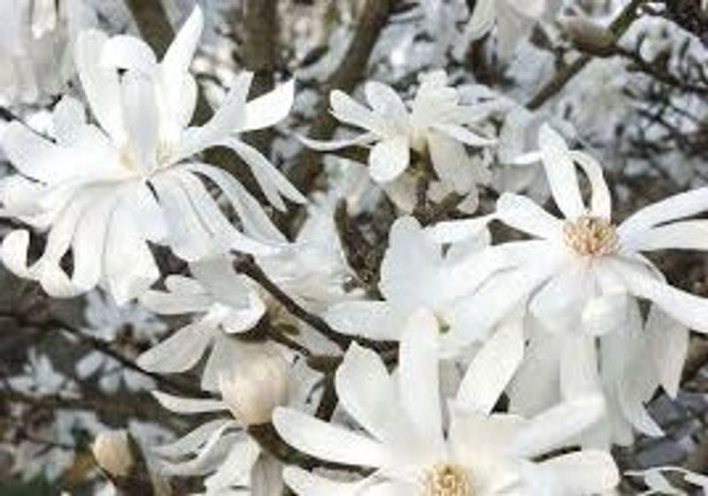 Magnolia stellata ‘Royal Star’ Royal Star Magnolia #3 $30