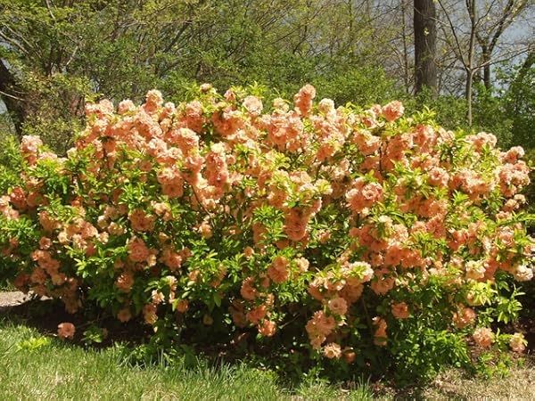 Flowering Quince Cameo Chaenomeles speciosa ‘Cameo’ #1