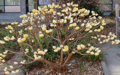 Chinese Paperbush Edgeworthia chrysantha Paper Plant #3
