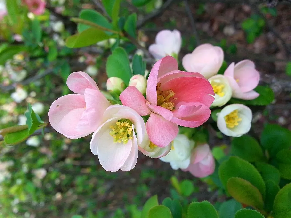 Flowering Quince &#39;Toyo Nishiki&#39; Chaenomeles speciosa #1