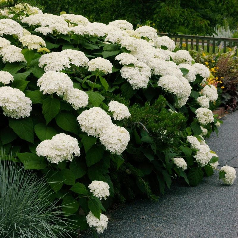 Hydrangea arborescens ‘Annabelle’ Annabelle Hydrangea #2