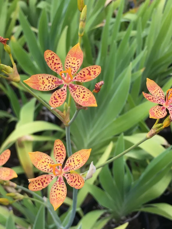 Blackberry or Leopard Lily Iris Domestica