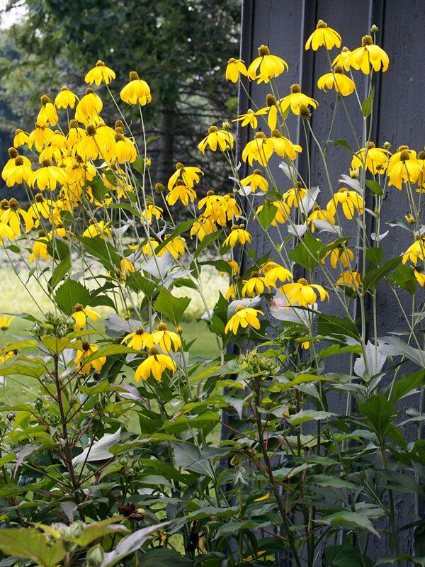 Rudbeckia laciniata ‘Autumn Sun’ Autumn Sun Cutleaf Coneflower