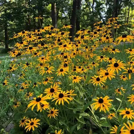 Black Eyed Susan - Goldstrum