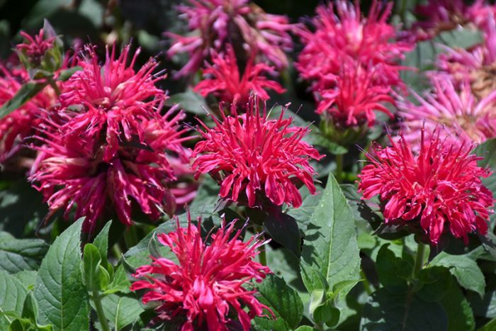 Bee Balm Balmy Rose