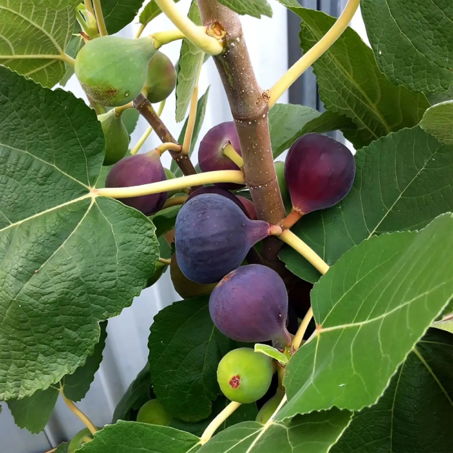 Fig Tree Chicago Hardy 1 gallon