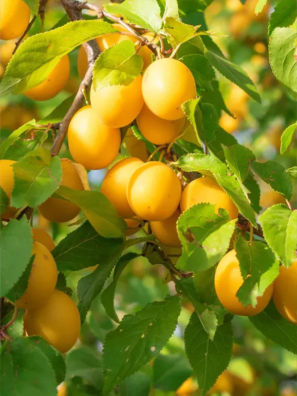 Plum Tree Byron Gold - 5 Gallon