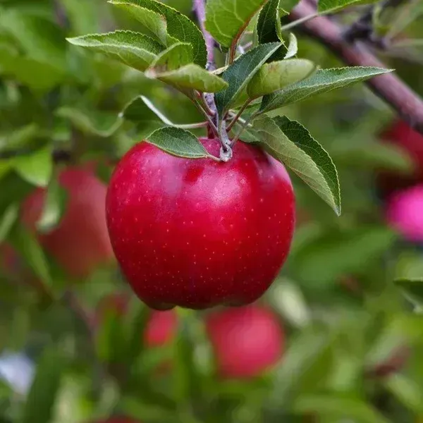 Apple Tree Red Delicious - 5 Gallon
