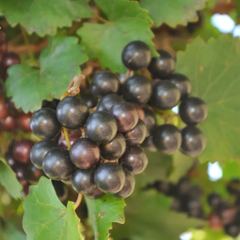 Muscadine Vine Noble - 1 Gallon