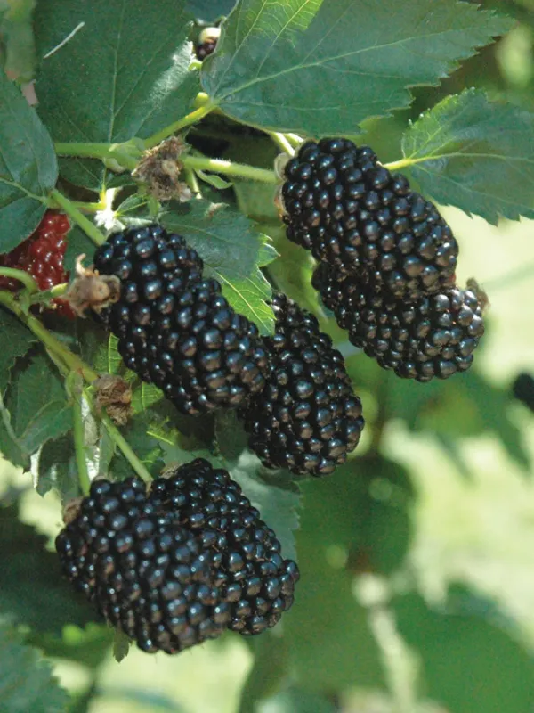 Blackberry Prime Ark Freedom - 1 Gallon