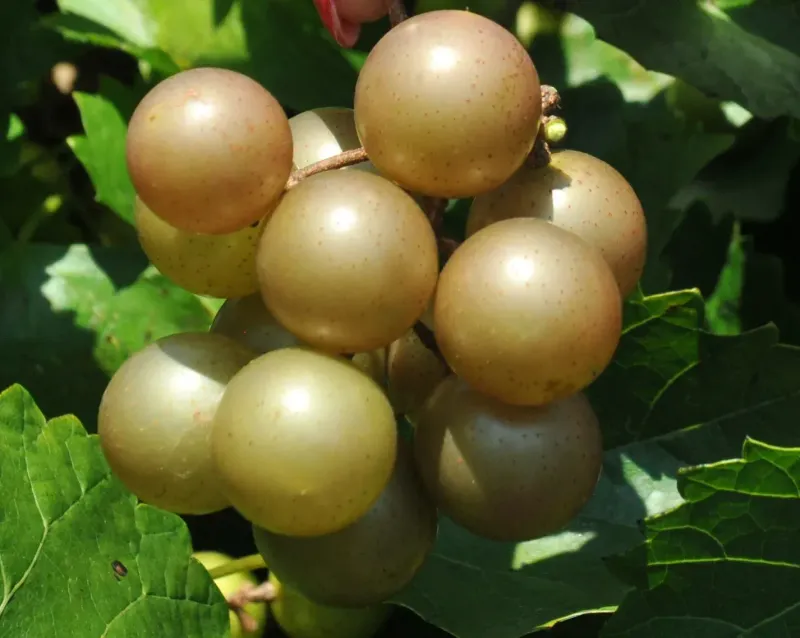 Muscadine Vine Carlos - 1 Gallon