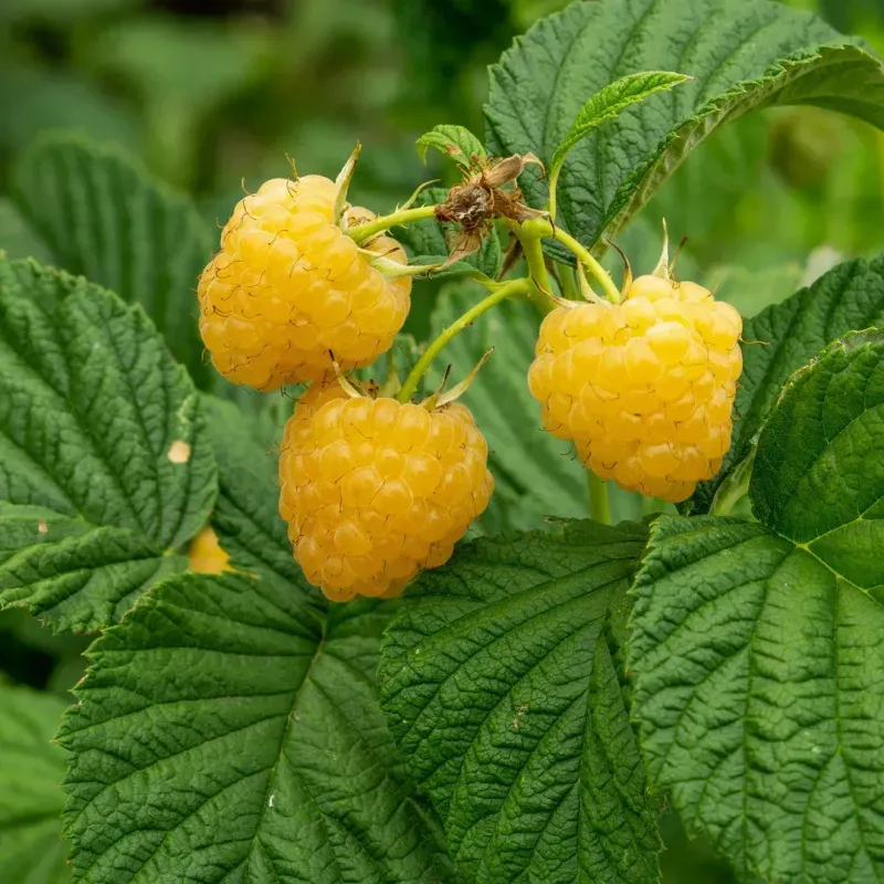 Raspberry Plant Fall Gold - Yellow - 1 Gallon