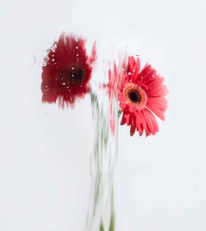 A Rose By Any Other Name