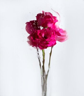 A Rose By Any Other Name No 3