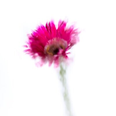 A Rose By Any Other Name No 12