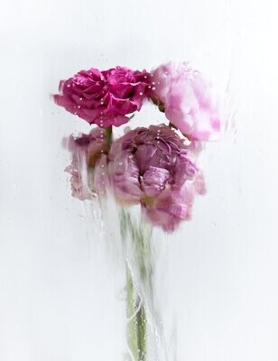 A Rose By Any Other Name No 1