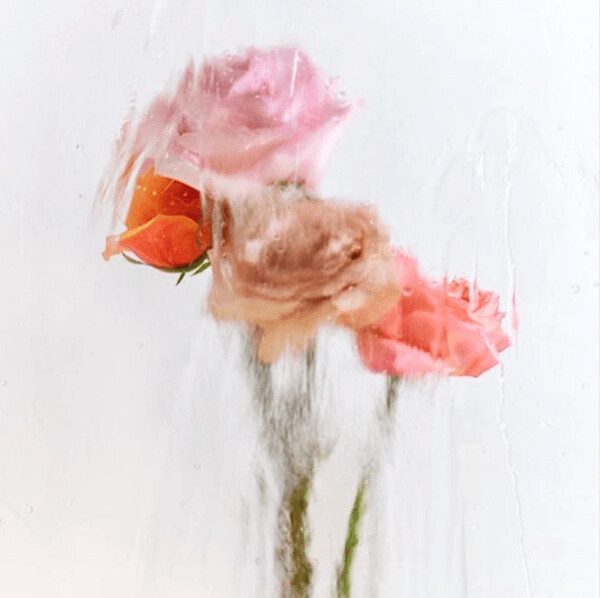 A Rose By Any Other Name No 2