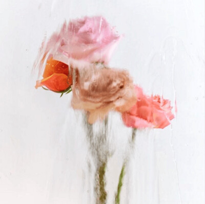 A Rose By Any Other Name No 2