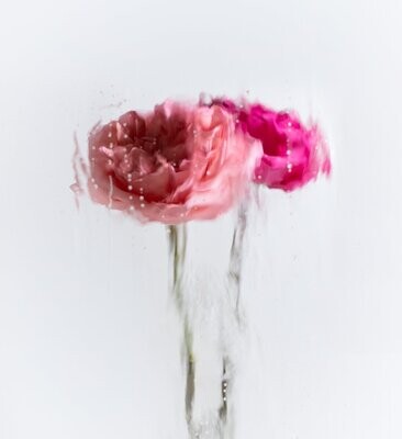 A Rose By Any Other Name No 11