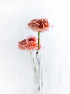 A Rose By Any Other Name No 8