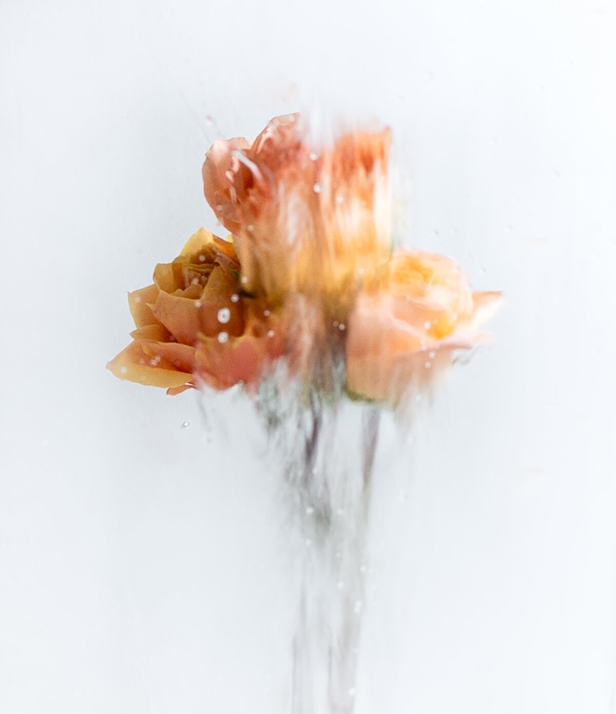 A Rose By Any Other Name No 4