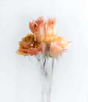 A Rose By Any Other Name No 4