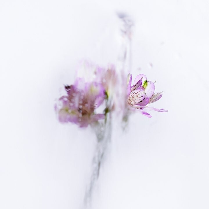 A Rose By Any Other Name No 9