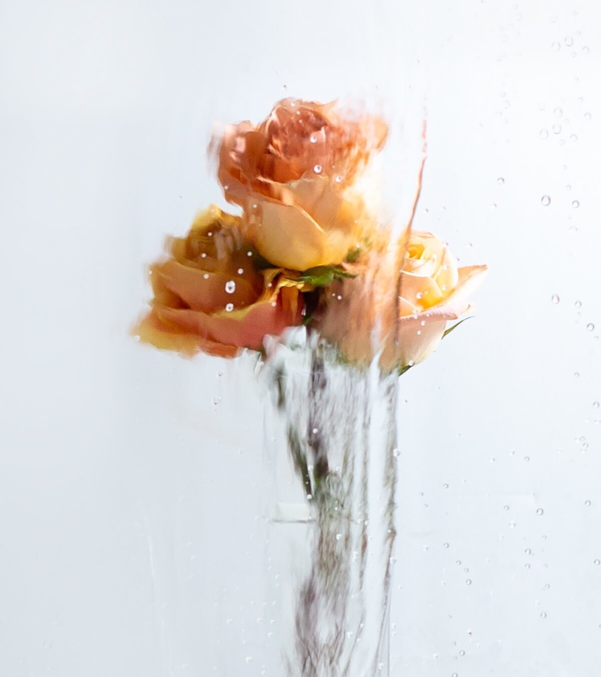 A Rose By Any Other Name No 7