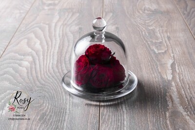 Mini beauty and the beast dome