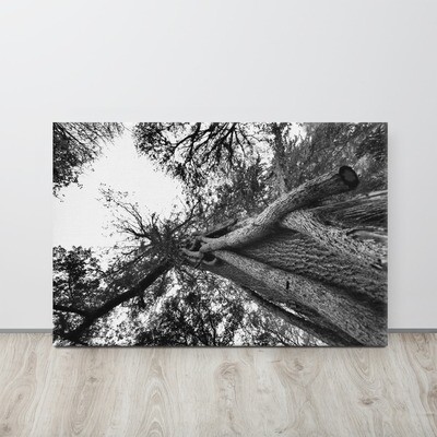 Leinwand &quot;Knorrig&quot;