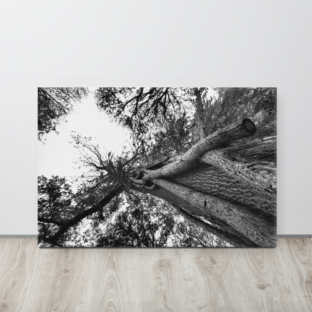 Leinwand &quot;Knorrig&quot;
