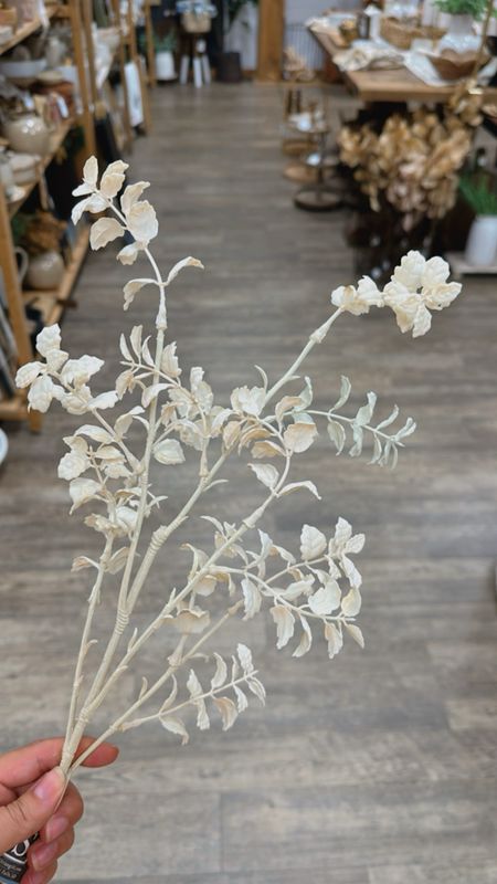 Cream Fittonia Spray