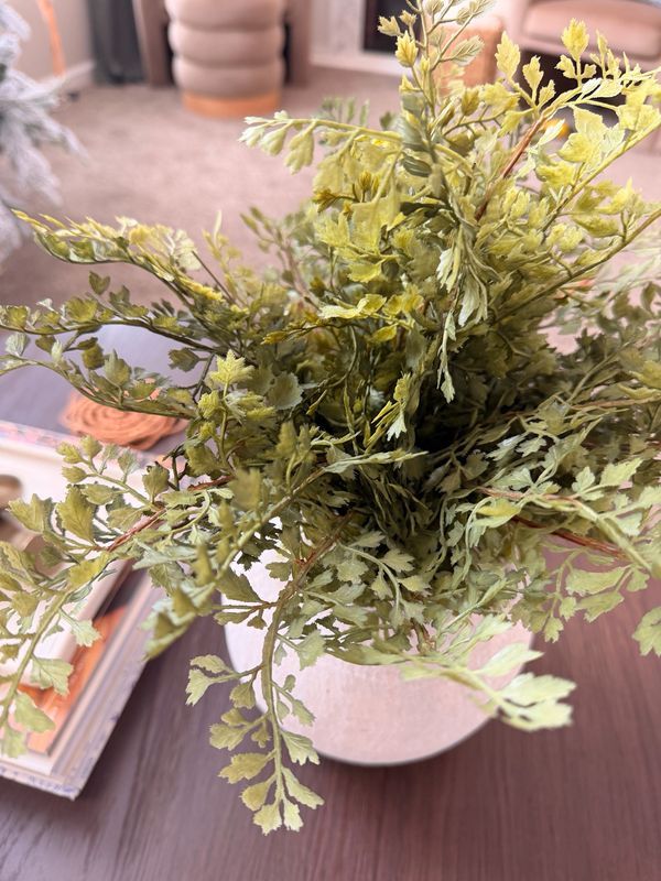 16" Damsel Fern Bush