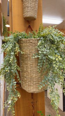 30" Cherub Vine Hanging