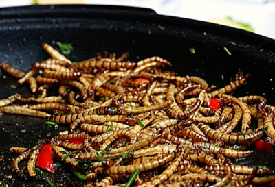 Gusanos de maguey