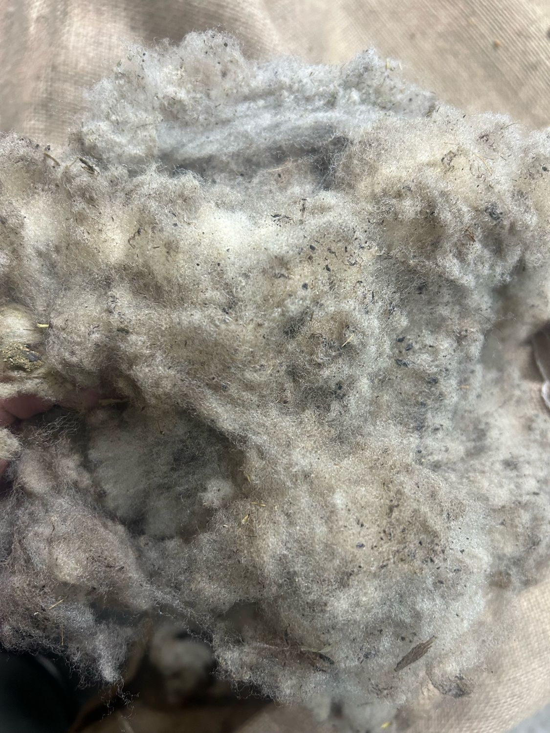 Trapper J’s Sheep’s Wool
