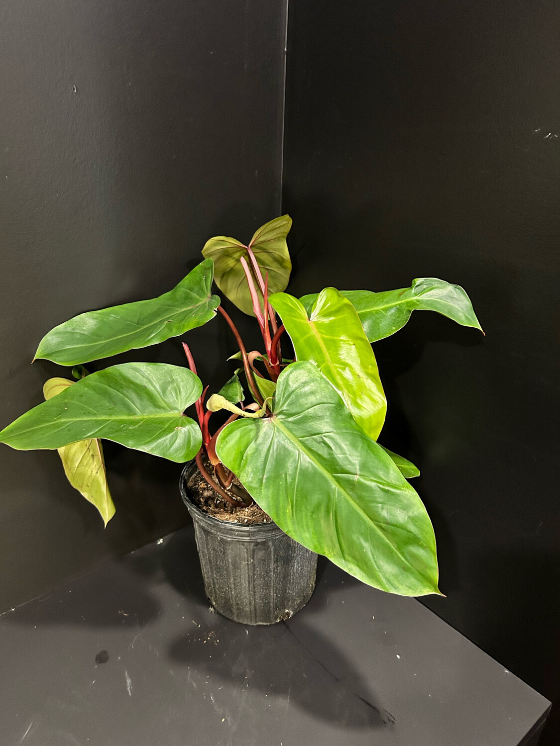 PHILODENDRON EMERALD RED 8