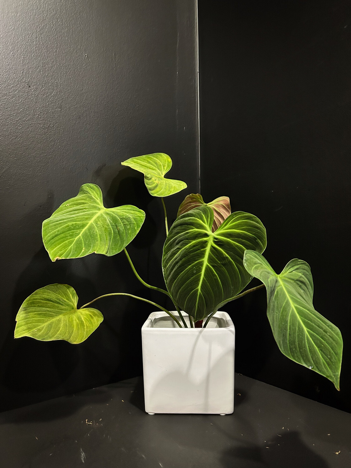 PHILODENDRON SP CHOCO 6
