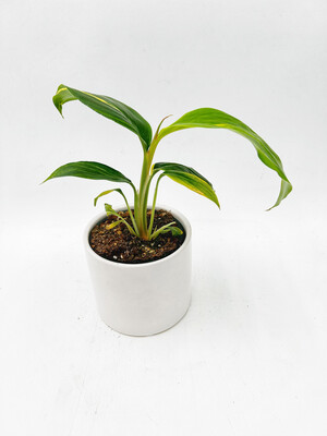 GINGER VARIEGATED 4"