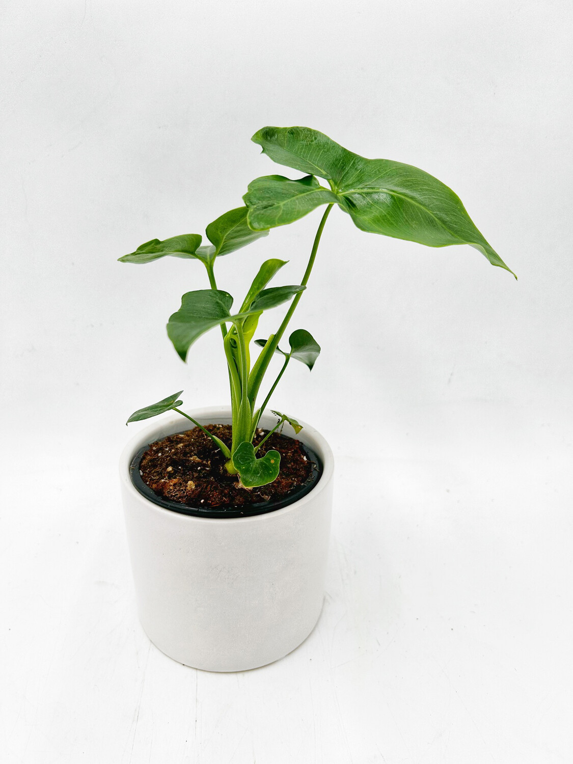 PHILODENDRON GREEN WONDER 4