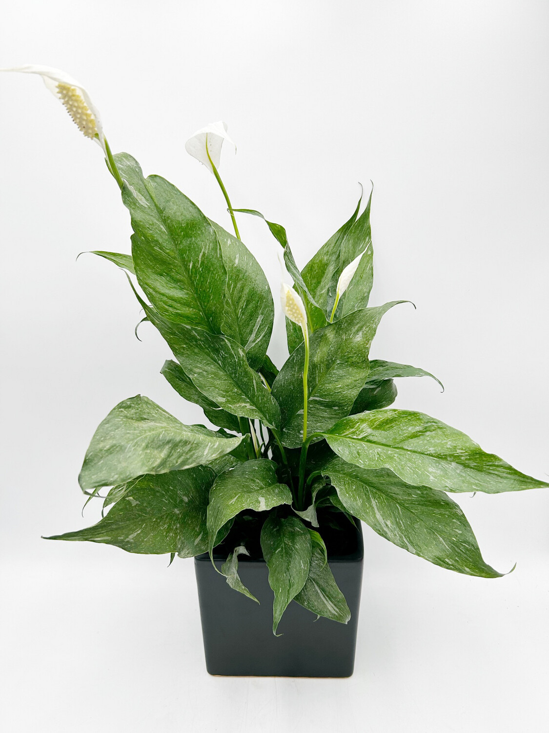 PEACE LILY DOMINO 6