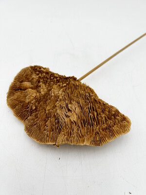 SPONGE MUSHROOM (SINGLE STEMS)