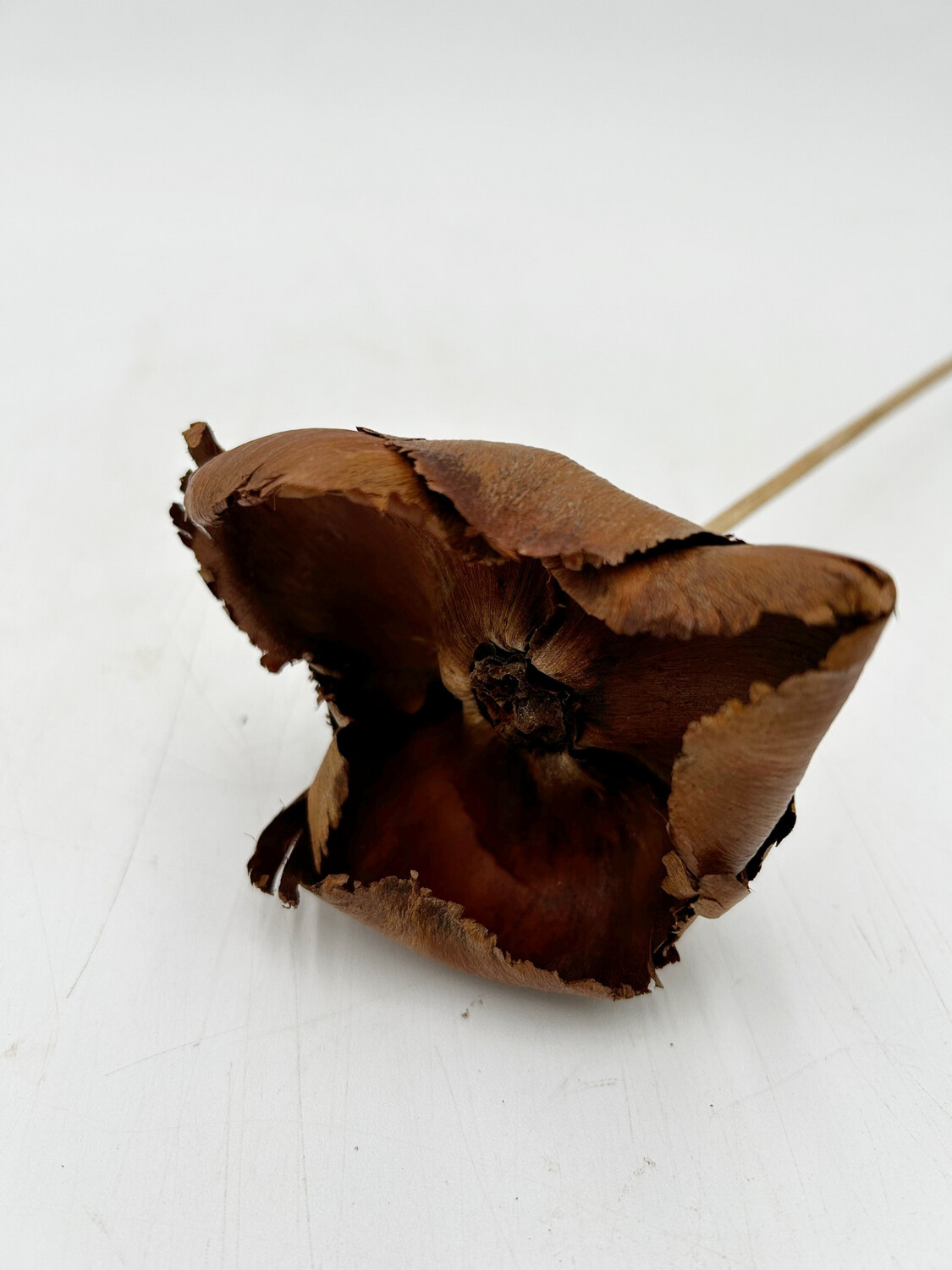 DRIED PALM ROUNDED ST