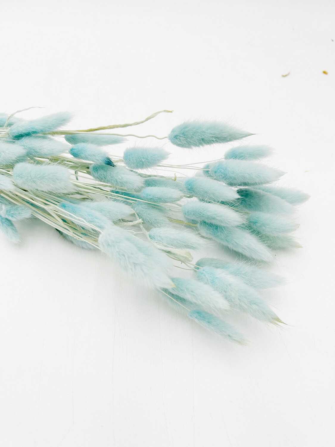 BUNNY TAIL LIGHT BLUE (SINGLE STEM)