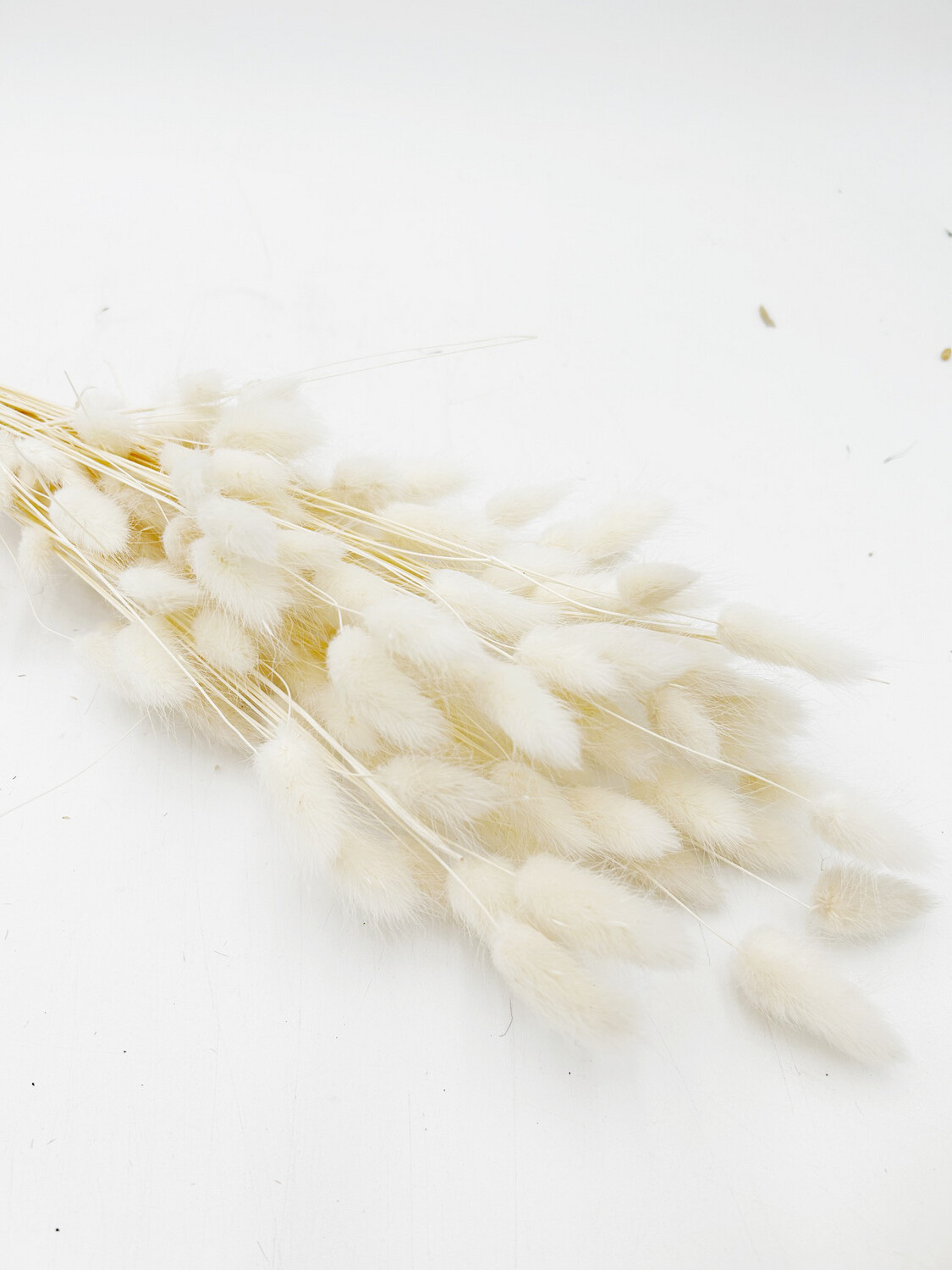 BUNNY TAIL WHITE (SINGLE STEM)
