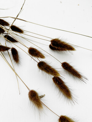 BUNNY TAIL DARK BROWN (SINGLE STEM)