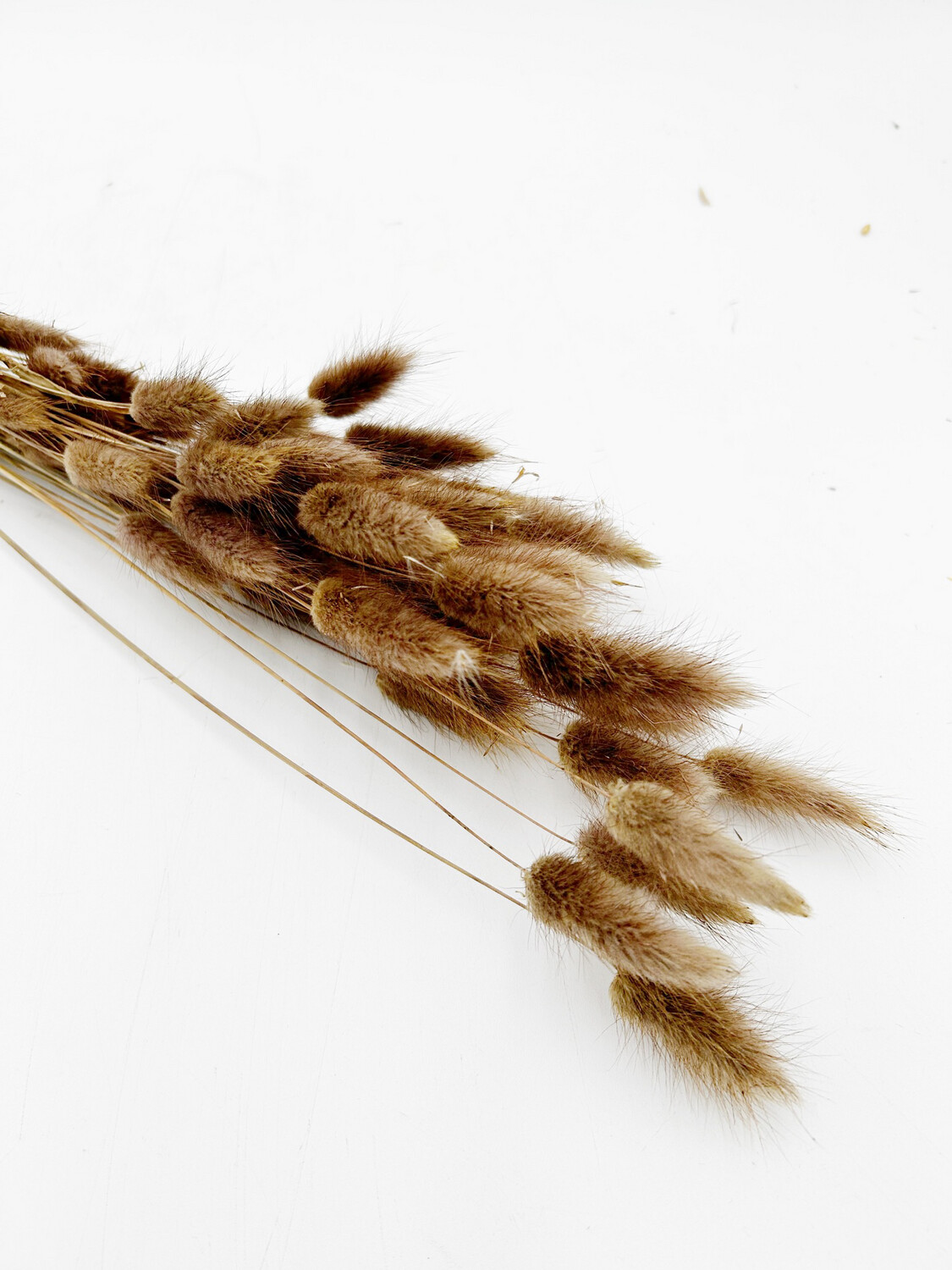 BUNNY TAIL LIGHT BROWN (SINGLE STEM)