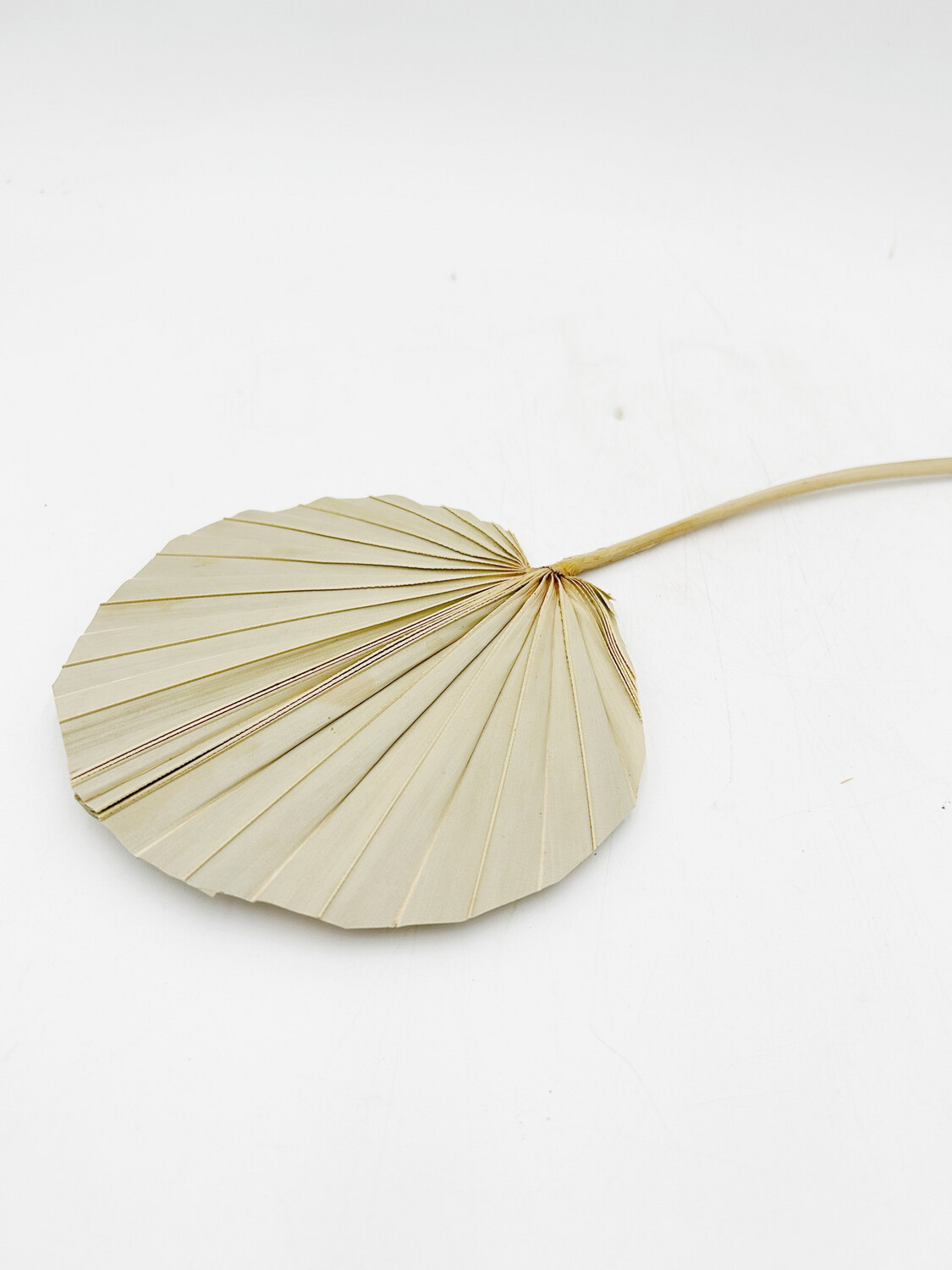 NATURAL ROUNDED PALM SPEARS MEDIUM (SINGLE STEMS)