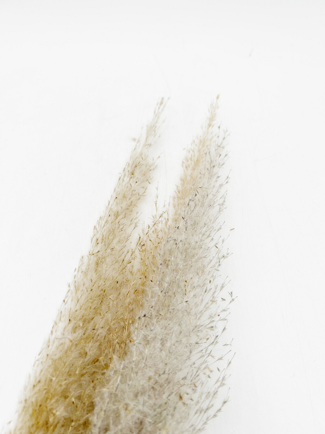 PAMPAS GRASS BROWN/GRAY (FULL BUNDLE)